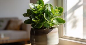 Kwiat kalanchoe po przekwitnięciu – jak przywrócić mu dawną formę?