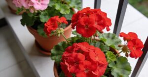 Choroby pelargonii: zdjęcia i przewodnik po najczęstszych problemach