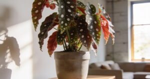 Begonia koralowa: uprawa i pielęgnacja plamistej piękności (Begonia maculata)