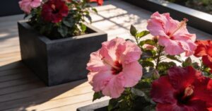 Hibiskus bagienny uprawa: prosty poradnik dla każdego ogrodnika