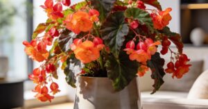 Begonia boliwijska: kompleksowa pielęgnacja i rozwiązywanie problemów