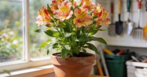 Alstroemeria zimowanie: jak skutecznie przechować kwiaty do wiosny?
