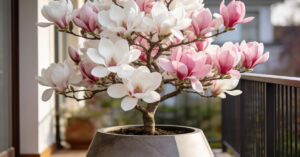 Magnolia w donicy: kompleksowy przewodnik po uprawie i pielęgnacji