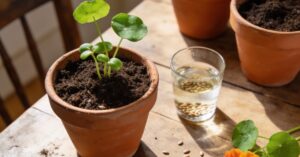 Jak długo wschodzi nasturcja? Wysiew i uprawa kwiatów w ogrodzie i na balkon