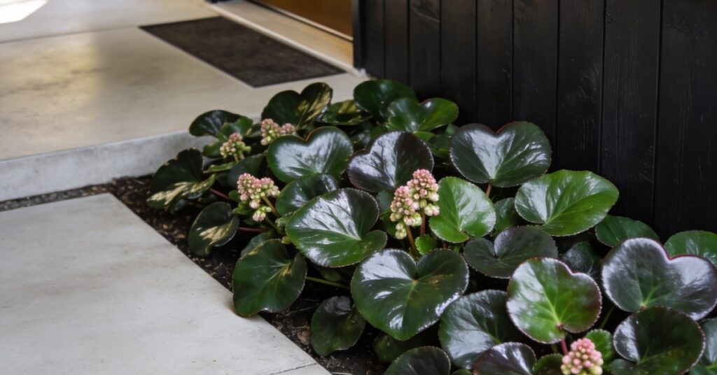 Bergenia sercowata: bezobsługowy hit w Twoim ogrodzie – sprawdź dlaczego
