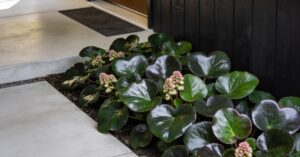 Bergenia sercowata: bezobsługowy hit w Twoim ogrodzie – sprawdź dlaczego