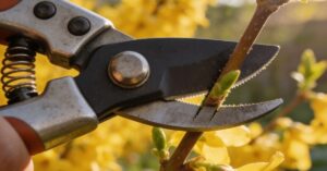 Kiedy przycinać forsycje, by krzew zakwitnął wieloma kwiatami?