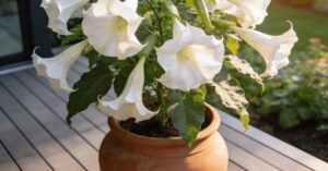 Datura: piękna, ale niebezpieczna roślina w Twoim ogrodzie